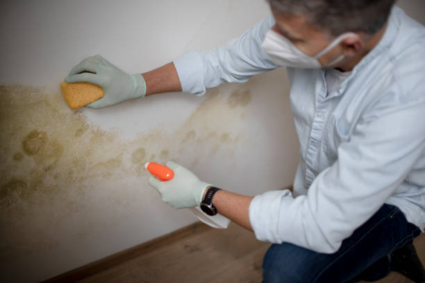 Best Commercial Mold Removal  in Cleveland, OH