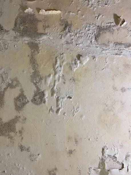 Best Mold Damage Repair  in Cleveland, OH